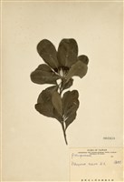 藏品(海桐)的圖片